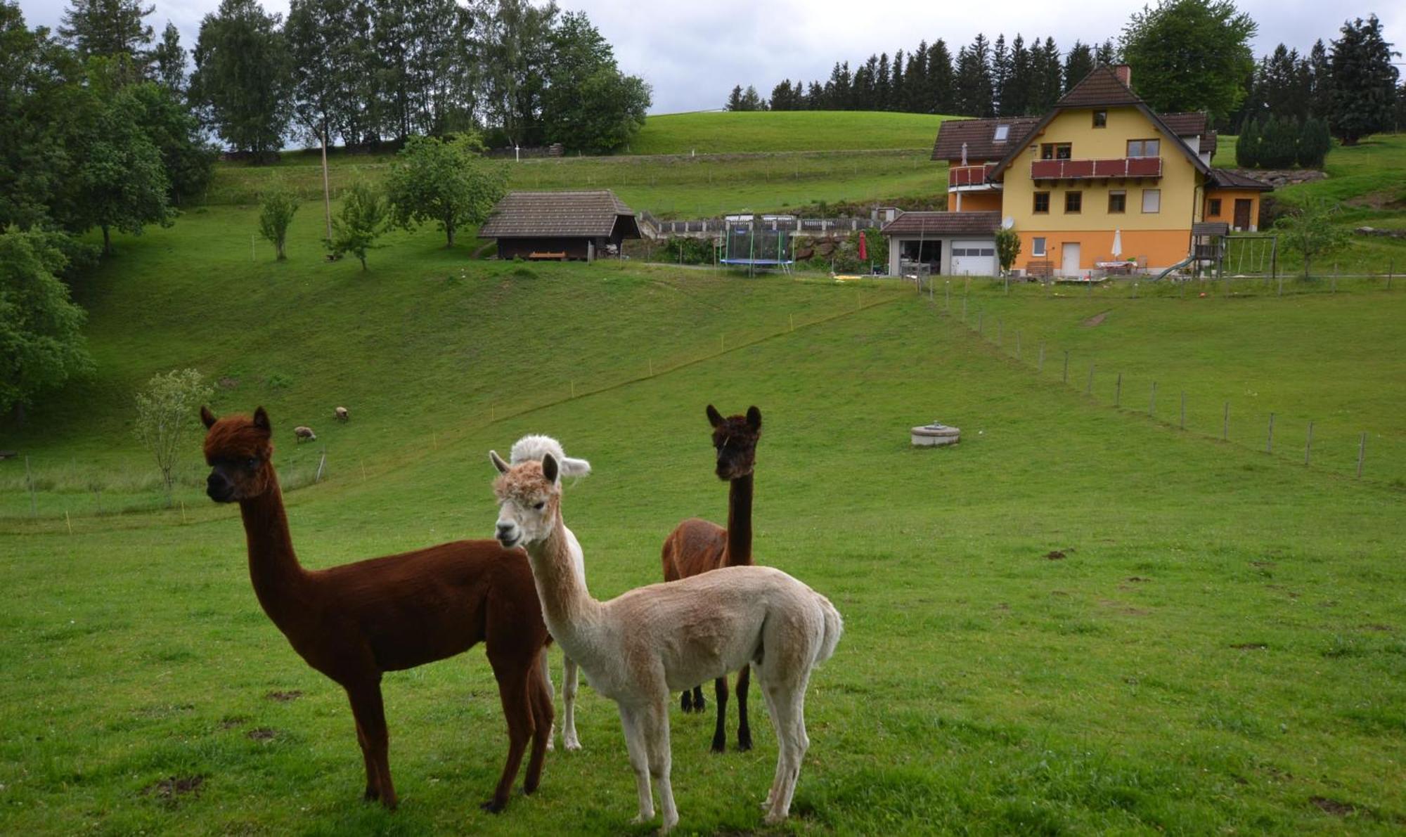 Biohof Kroisleitner Sankt Jakob im Walde Buitenkant foto